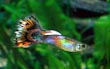 Fancy Guppy 